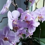 Jak pečovat o orchidej?