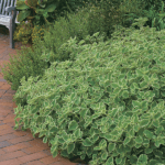 Jak pěstovat plectranthus – nenáročnou balkónovku